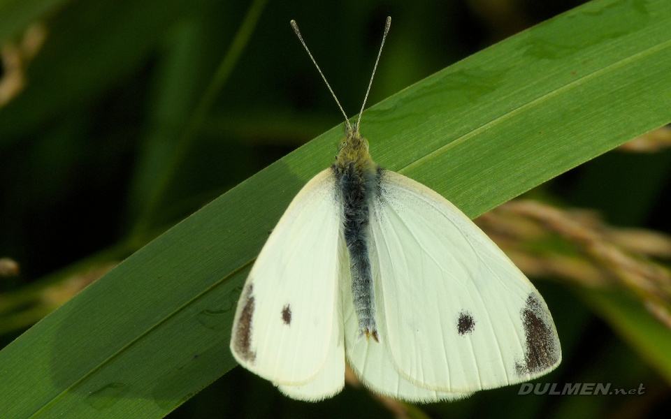 Small White (Pieris rapae)